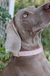 Large Dog Collar - Gathered Goods Blush