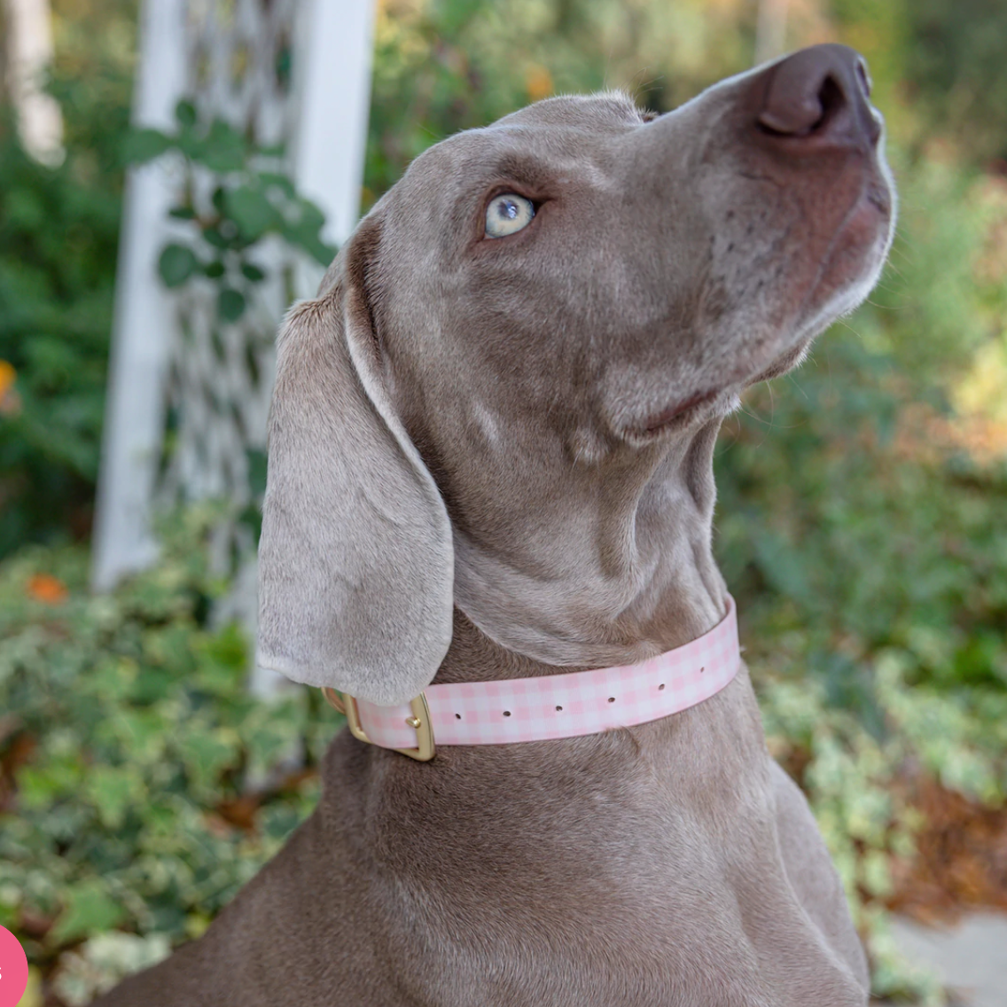 Small Dog Collar - Gathered Goods Blush