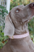Small Dog Collar - Gathered Goods Blush