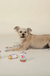 Fringe Studio Light Paw Cans Set of 3 Mini Dog Toys