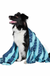 Dog & Bay Quick Dry Pet Towel - Dog Days